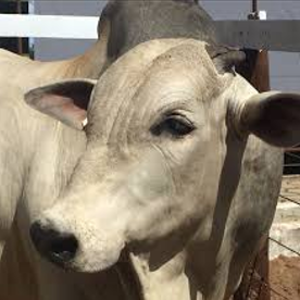 Alvorada Project Image